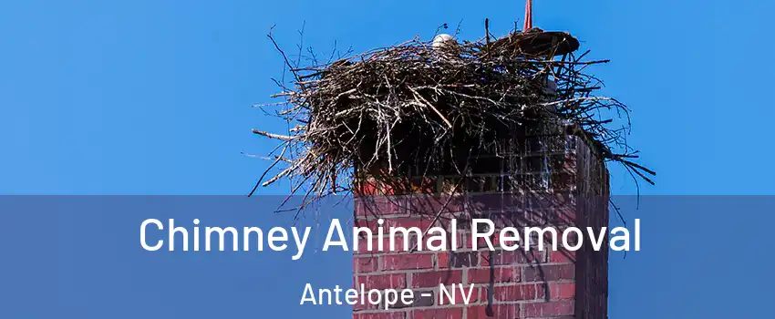 Chimney Animal Removal Antelope - NV