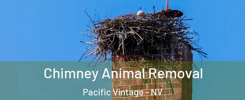 Chimney Animal Removal Pacific Vintage - NV