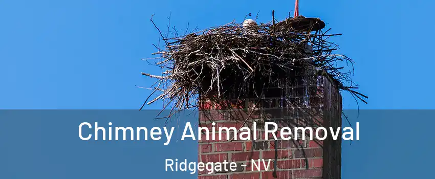 Chimney Animal Removal Ridgegate - NV